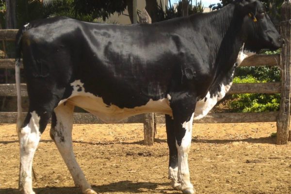 Girolando cattle for sale