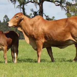 Brahman cattle for sale