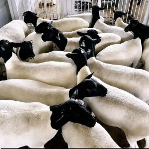 Dorper sheep for sale