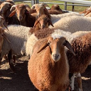 Awassi sheep for sale