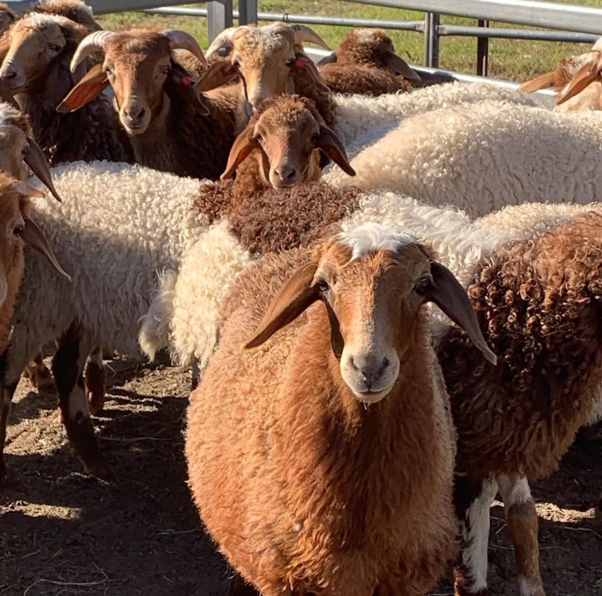 Awassi sheep for sale