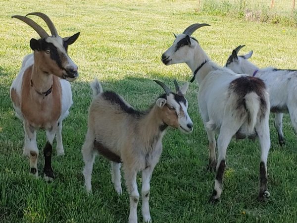 Alpine goats for sale