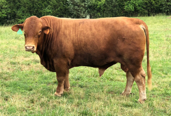 A beefmaster cow in a farm