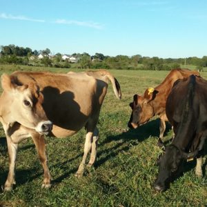 Jersey cattle for sale