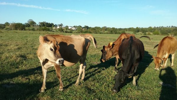 Jersey cattle for sale