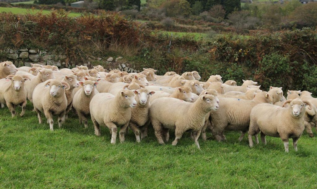 Dorset sheep