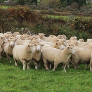 Dorset sheep