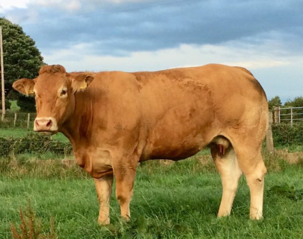 Limousin cattle for sale