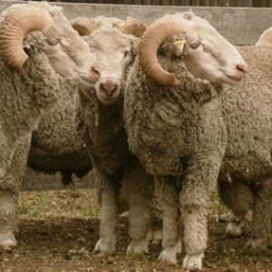 where to buy Merino sheep for sale