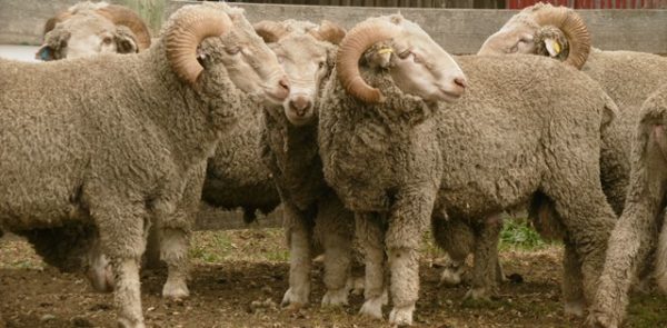 where to buy Merino sheep for sale