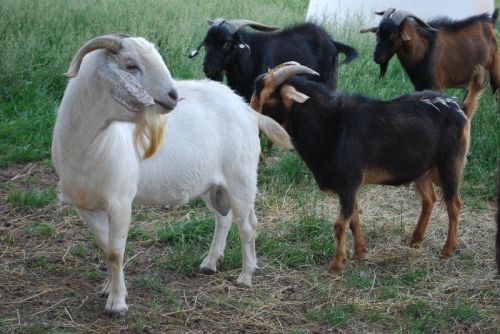 Spanish Goats for sale