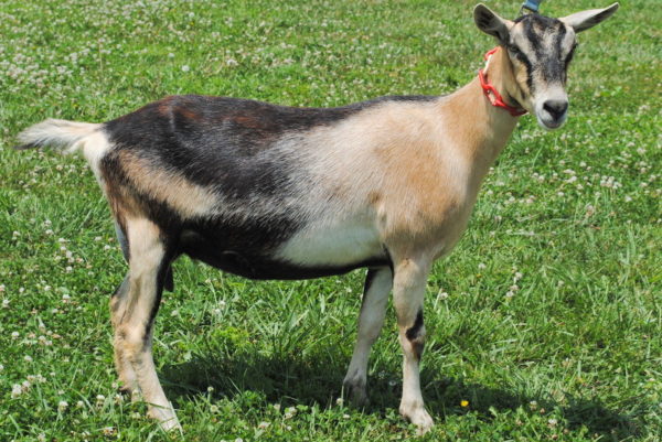 Toggenburg goats for sale