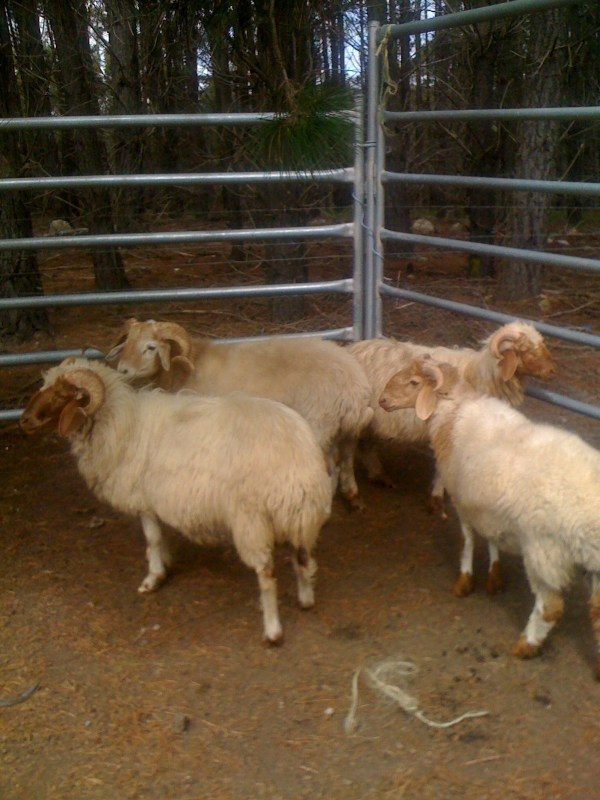 awassi sheep in cage