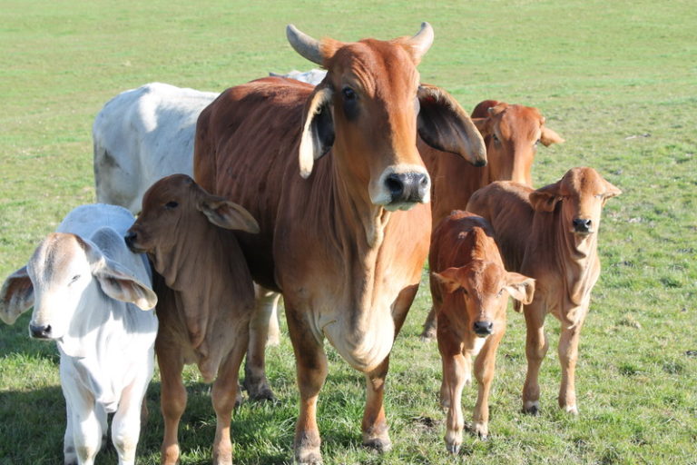 Best Place To Buy Livestock Online Livestock Animal Exchange In USA