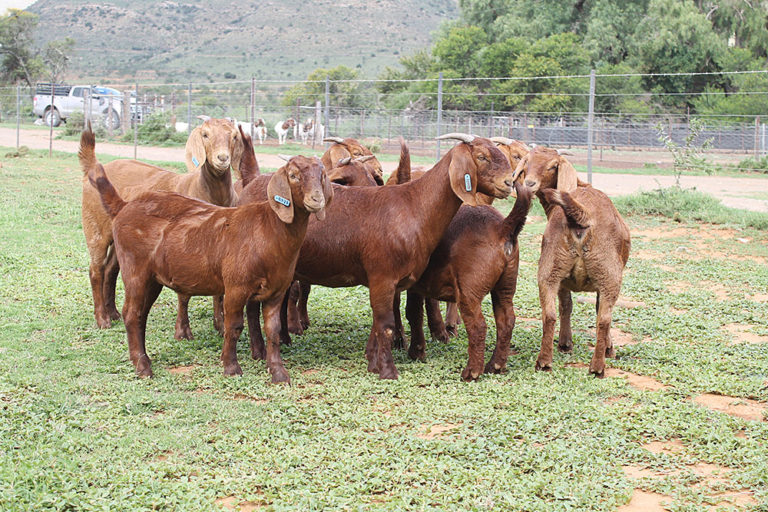 Kalahari Red Goats For Sale 