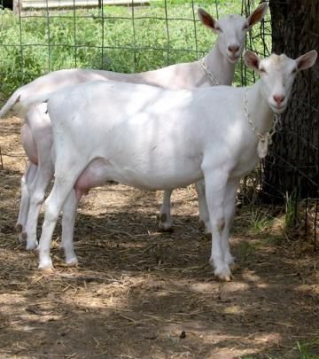 white saanen goats for sale
