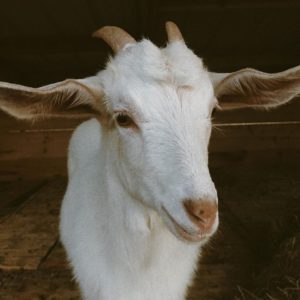 Kiko goats for sale