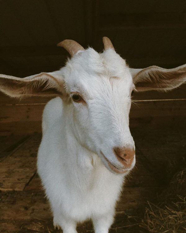Kiko goats for sale