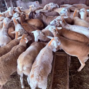 Katahdin Sheep For Sale