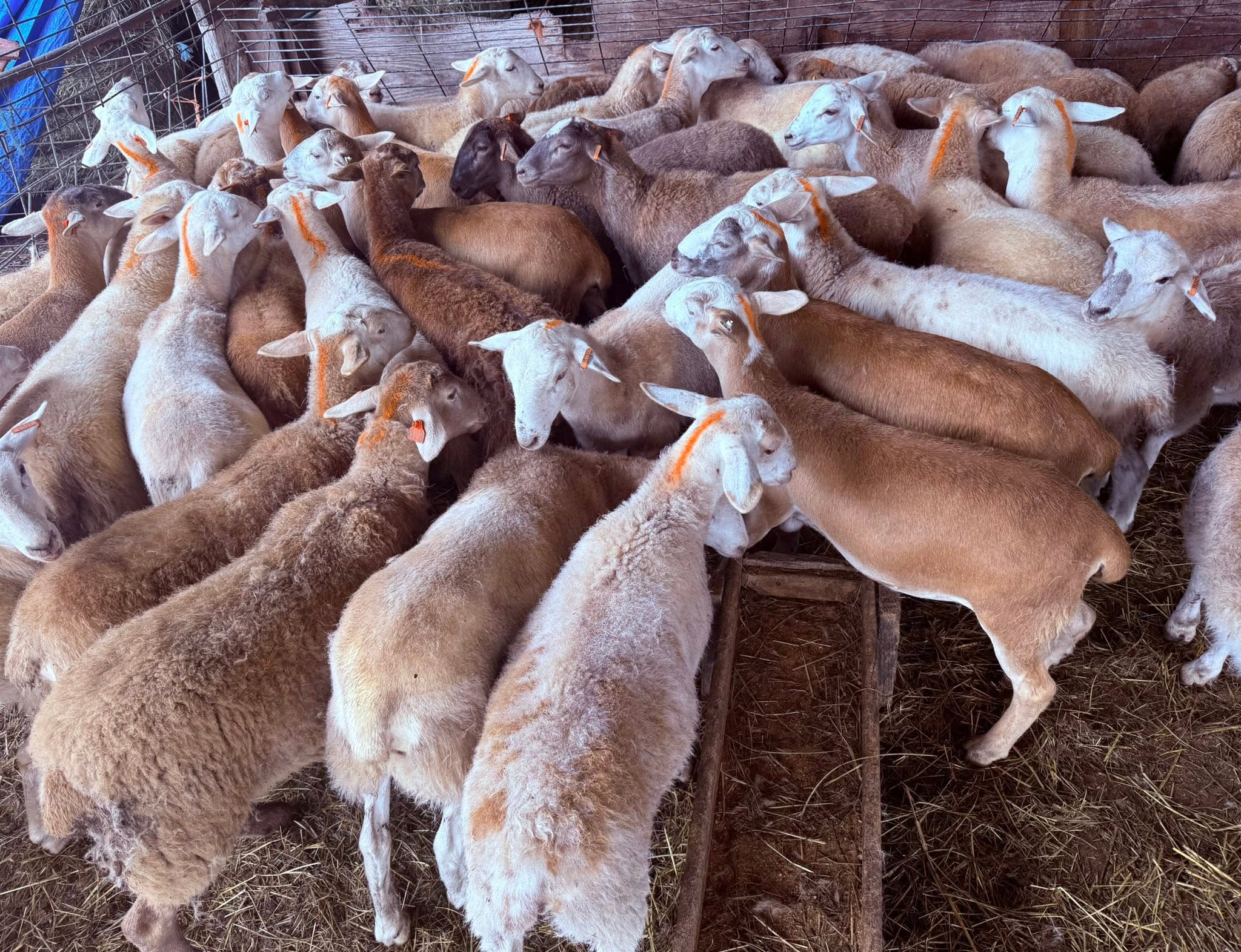 Katahdin Sheep For Sale