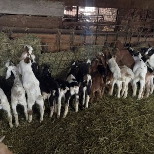 Boer goats for sale