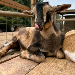 Nigerian Dwarf Goats For Sale