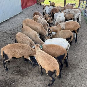 Black-belly Sheep For Sale