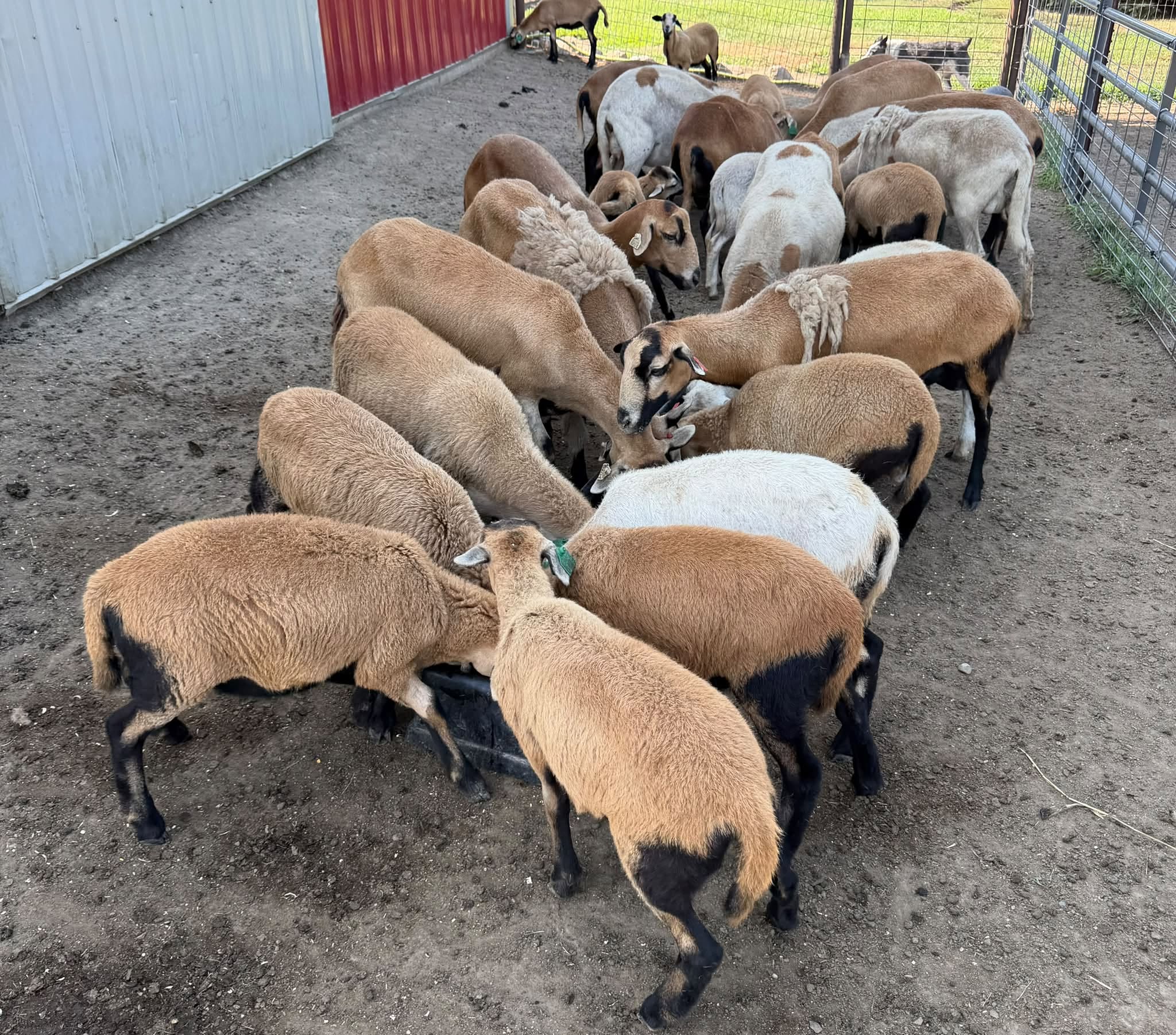 Black-belly Sheep For Sale